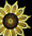 Klöppelbrief Sonnenblumendecke 2