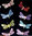 Klöppelbrief kleine Libellen 6 Muster