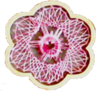 Rahmen Blumenstecker Blume